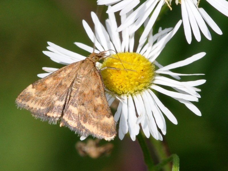 Pyrausta - Pyrausta despicata